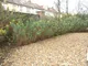 43_Cambridge_Road__Flat_1_-_Garden.jpg
