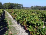 FRENCH CHATEAUX AND VINEYARD FOR SALE