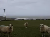The Whole
Putsborough
