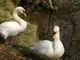 Swans at the...