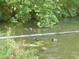 Leatherhead