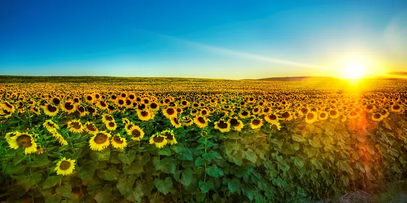 beauty-sunflowers-pictures.jpg