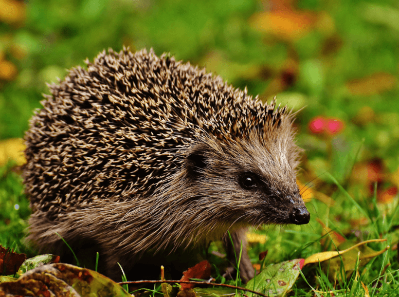 Hedgehog in a Surrey garden